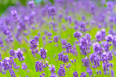 Close-up of purple flowering plants on field