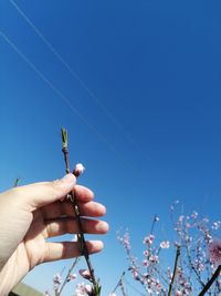 Low angle view of hand holding cherry blossom against blue sky