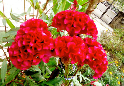 Close-up of red flowering plant