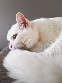 Close-up of white cat relaxing on bed at home