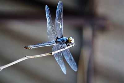 Close-up of dragonfly on twig