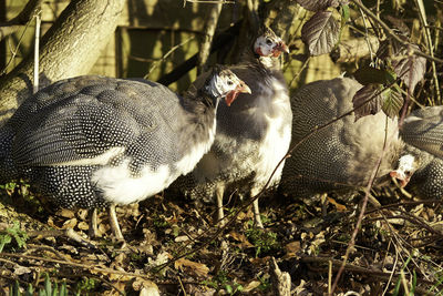 Close-up of bird on field