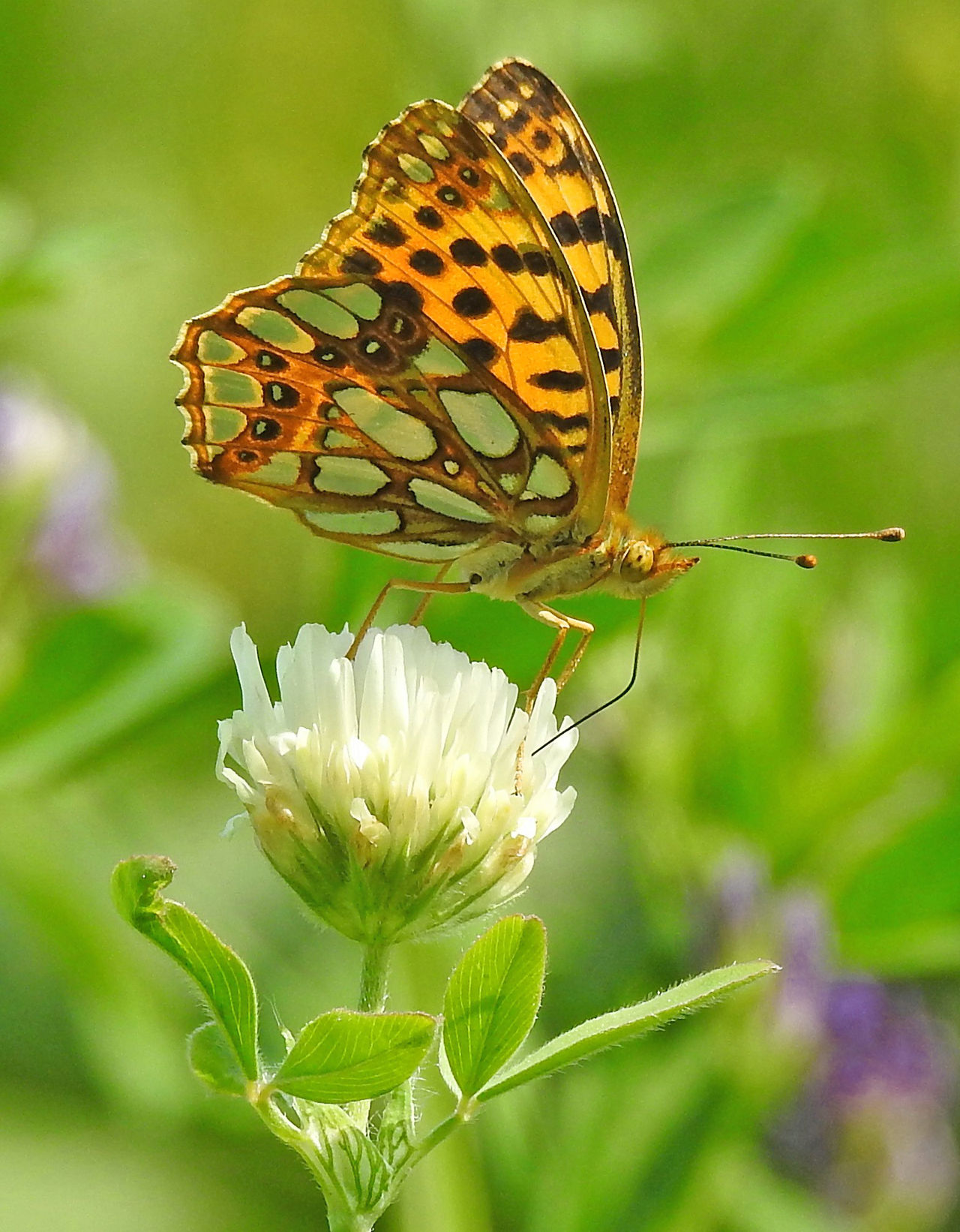 High brown fritillary