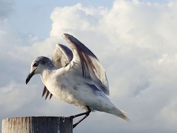 Low angle view of bird perching against sky