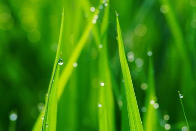 Close-up of wet grass during rainy season