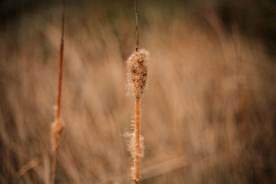 Close-up of dry plant on field