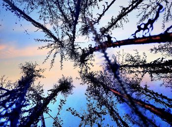 Low angle view of bare trees against sky