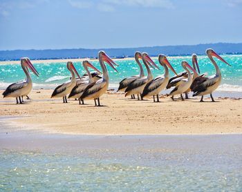 Flock of seagulls on beach