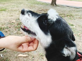 Close-up of hand holding dog