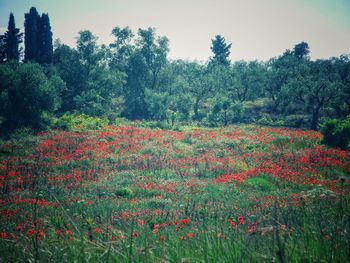 Scenic view of flowering trees on field against sky