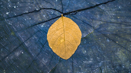 High angle view of dry maple leaf