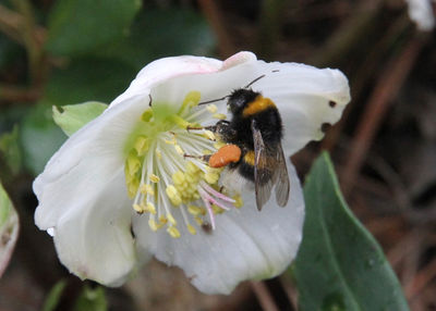 Close-up of bee on white flower