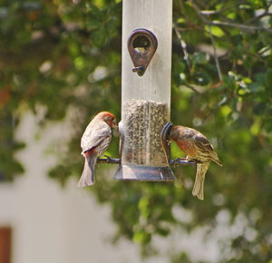 Close-up of birds eating food