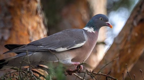 Close-up of bird perching on plant