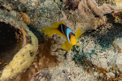 View of fish in sea