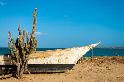 Abandoned boat moored by cactus plant at beach against blue sky on sunny day