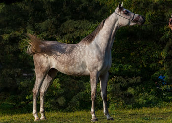 Horse standing in a field