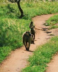 A group of baboons on a dirt road, taita hills wildlife sanctuary, voi, kenya