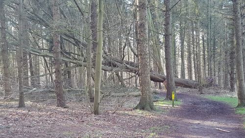 Bare trees in forest