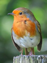 Close-up of bird