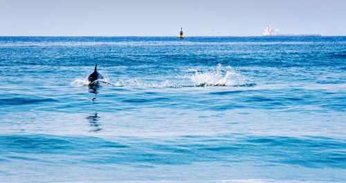 Dolphin surfing in the sea