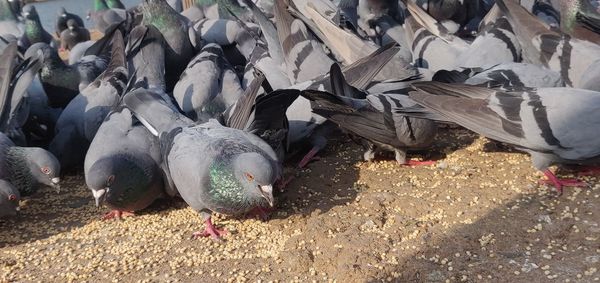 High angle view of pigeons