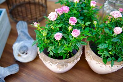 High angle view of potted plants on table