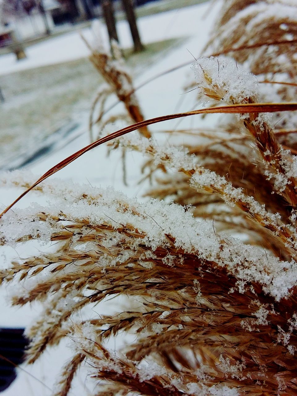 winter, cold temperature, snow, frozen, season, close-up, focus on foreground, weather, covering, nature, tree, branch, selective focus, ice, day, outdoors, white color, frost, no people, cold