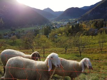 Cows on field by tree mountains against sky