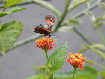 Close-up of butterfly perching on plant