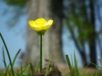 Close-up of yellow flower