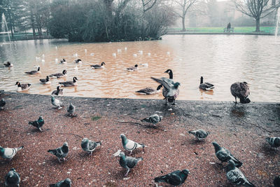 Flock of birds in lake