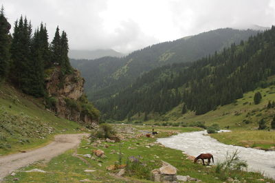 Cows on mountain against sky