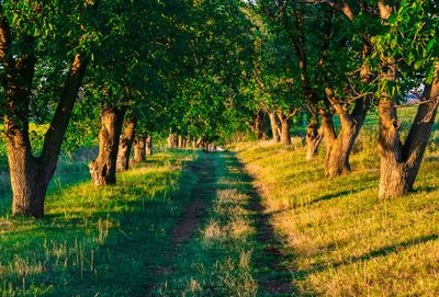 Trees on field