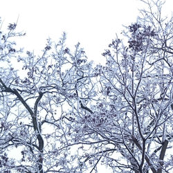 Low angle view of snow covered trees against clear sky