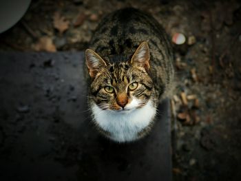 Portrait of cat on field