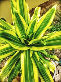 Close up of green flower