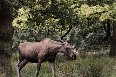 Side view of moose on field