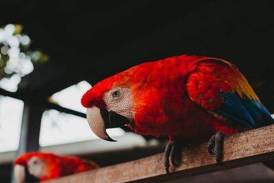 Close-up of parrot perching