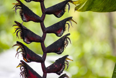 Close-up of leaves
