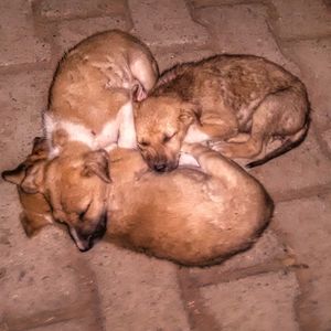 Dog sleeping