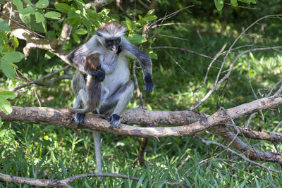 Monkey sitting on tree branch