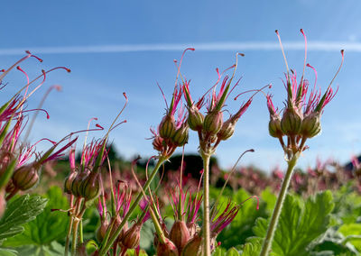 Close-up of pink flowering plants on field