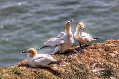 Close-up of gannets by sea