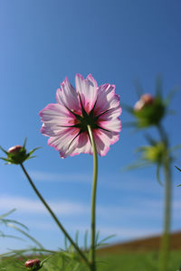 Close-up of pink flowering plant against sky