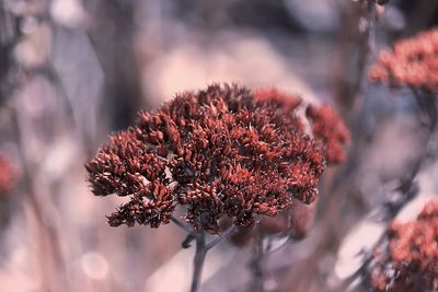 Close-up of wilted plant