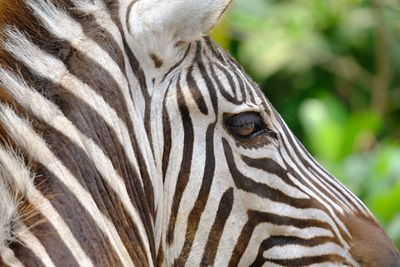 Close-up of zebra