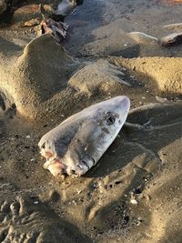 High angle view of fish on beach