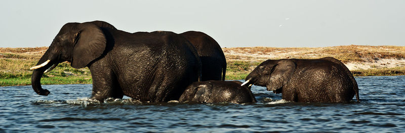 Elephant on rock against sky