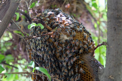 Close-up of bee on tree trunk